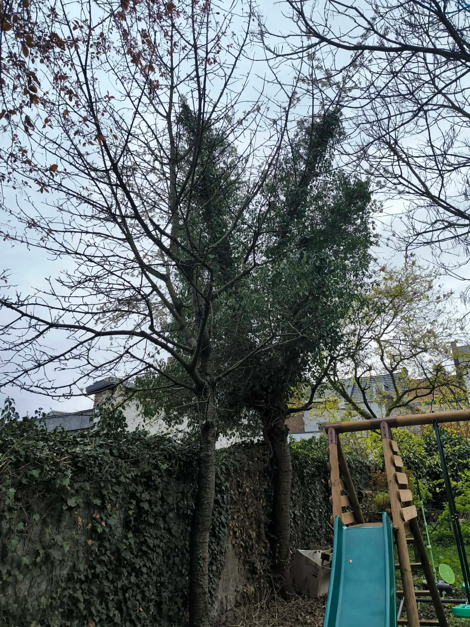 Arbre avant abattage