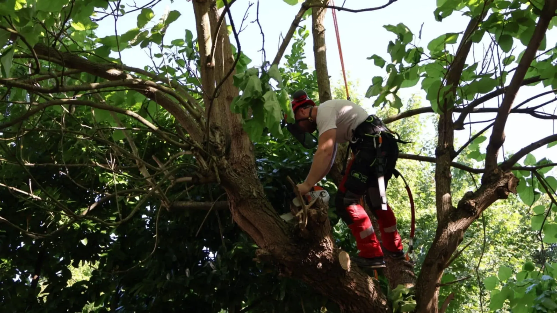 Leny Hurlet dans un arbre en train de couper des branches lors d'une intervention d'élagage