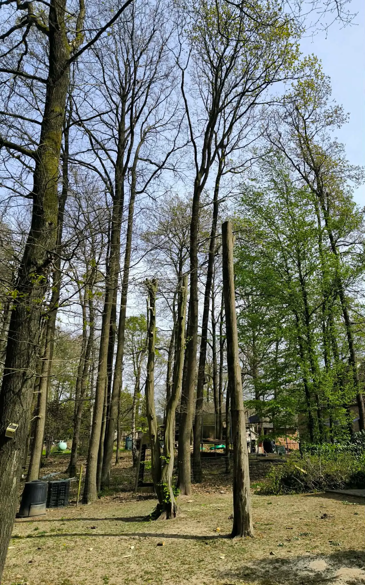 Arbre après élagage