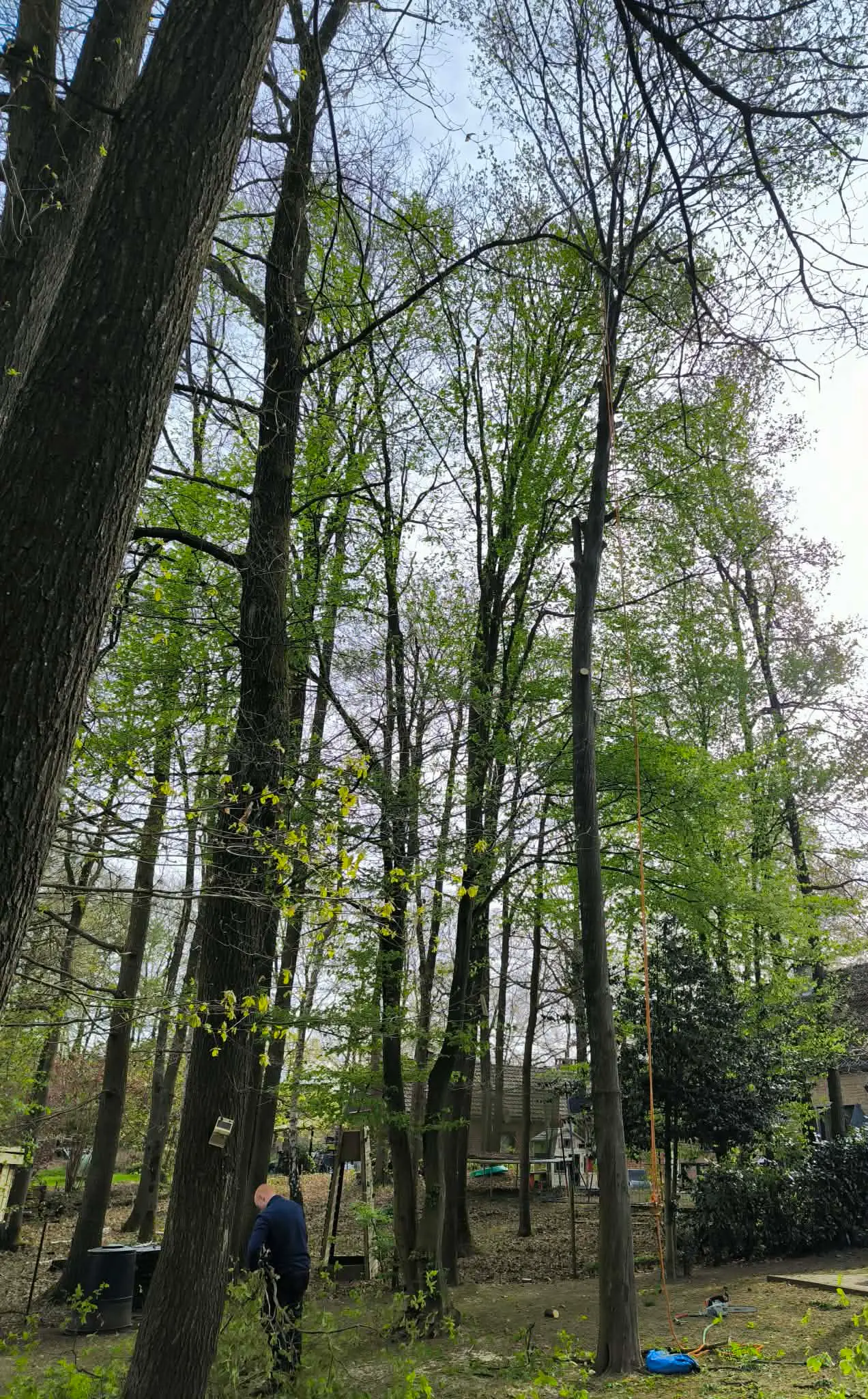 Arbre avant élagage