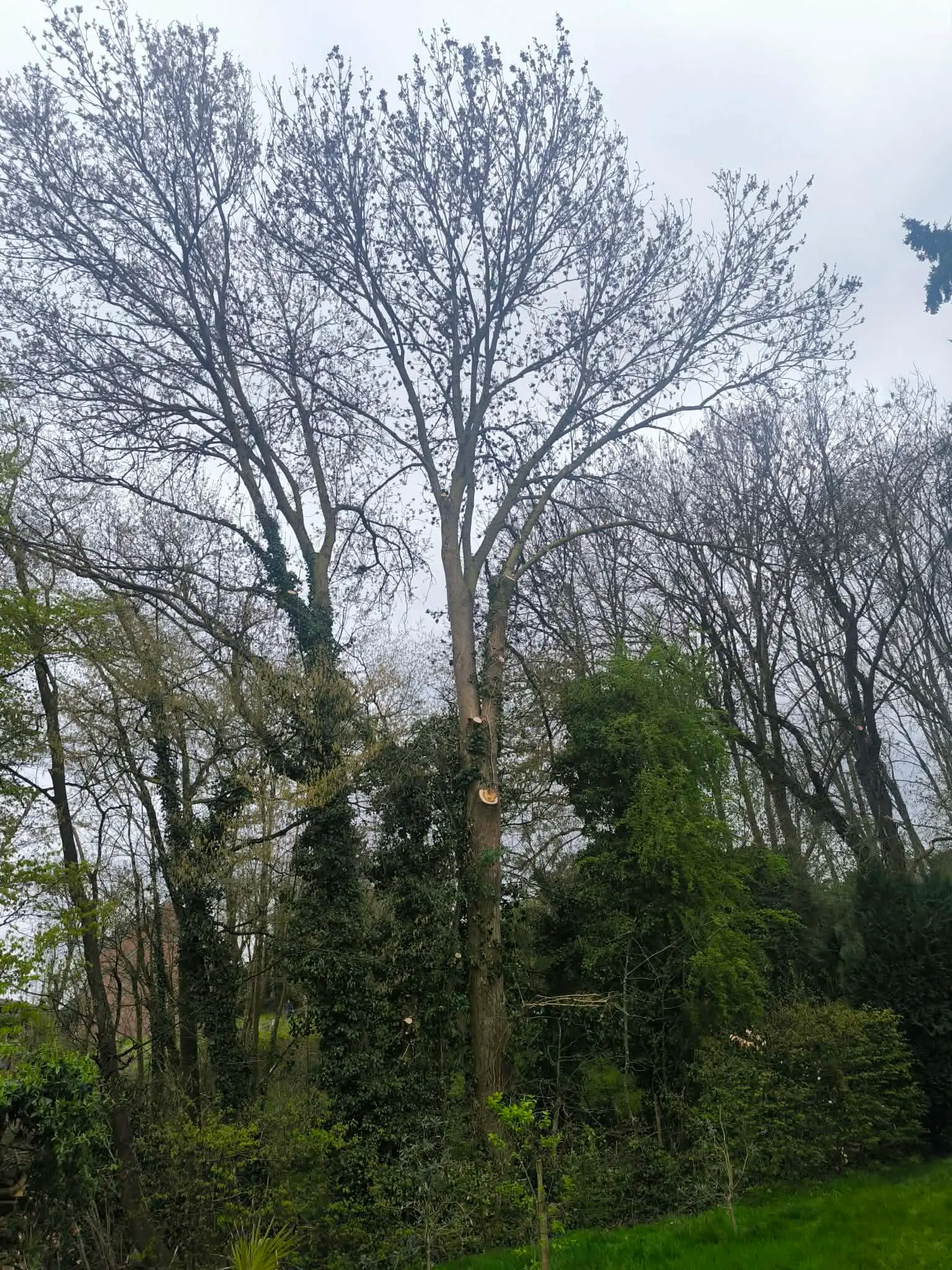 Arbre après taille éclaircie