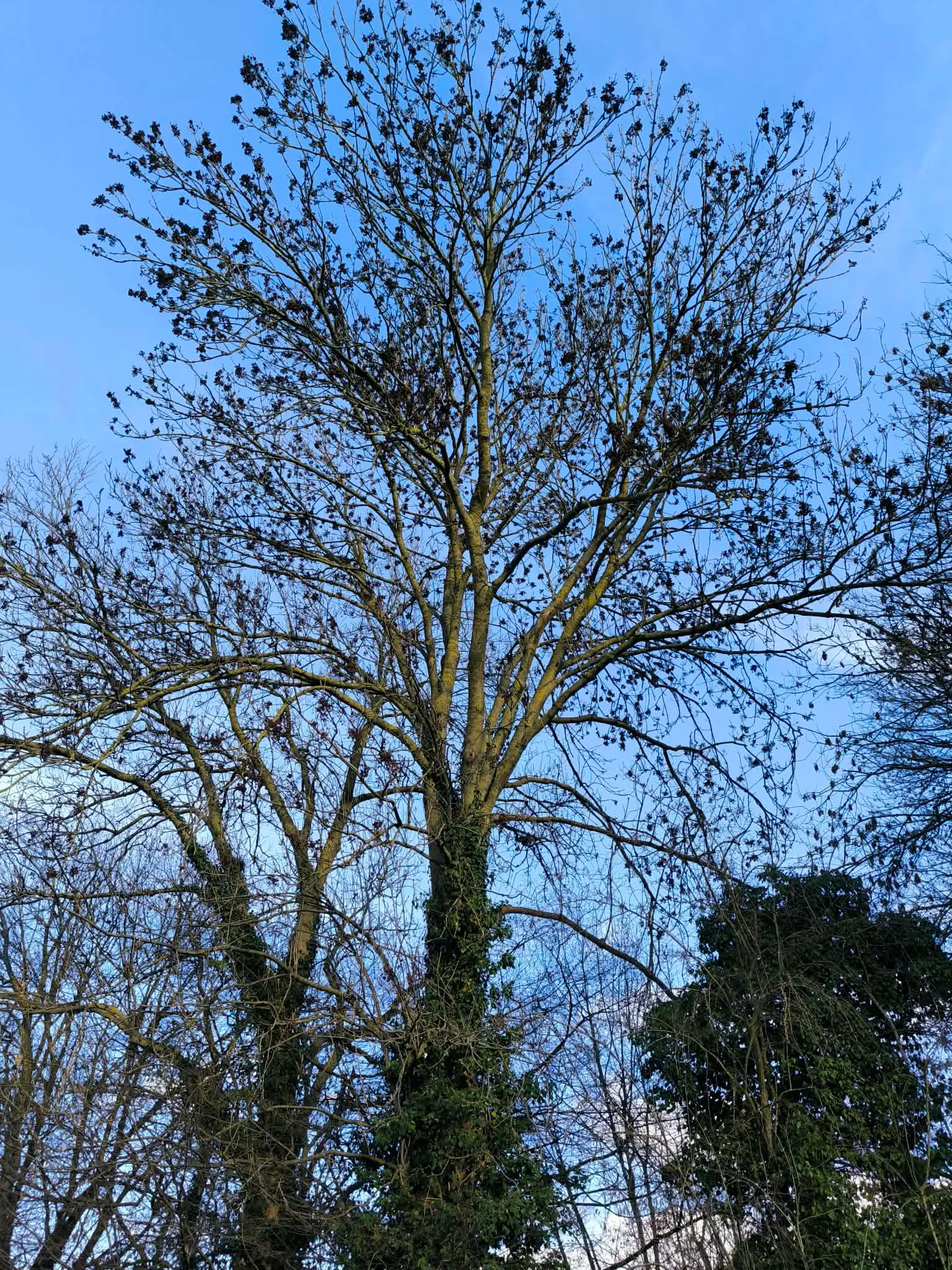 Arbre avant taille éclaircie